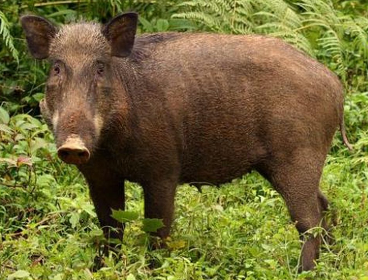 Babi Hutan