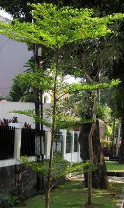 Ketapang Kencana