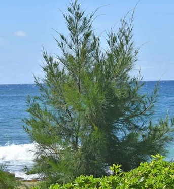 Cemara Laut