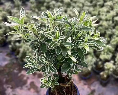 Mawar Salju