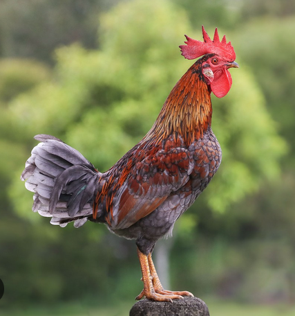 Ayam Hutan