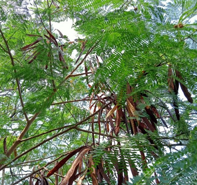 Lamtoro