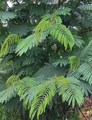 Kalliandra