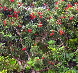 Rambutan