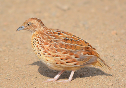 Burung Gosong Kaki Merah