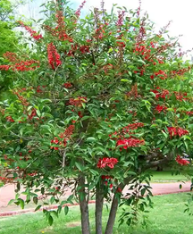 Dadap Merah