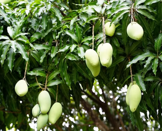 Mangga
