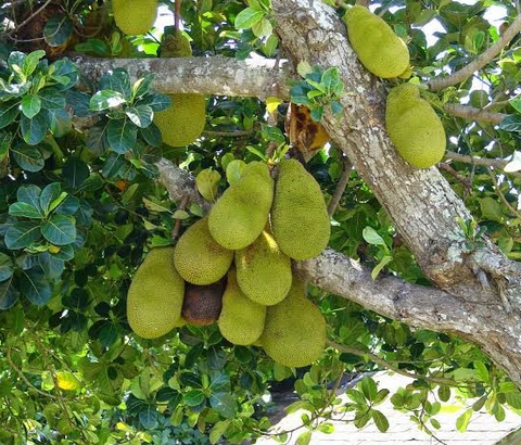 Nangka