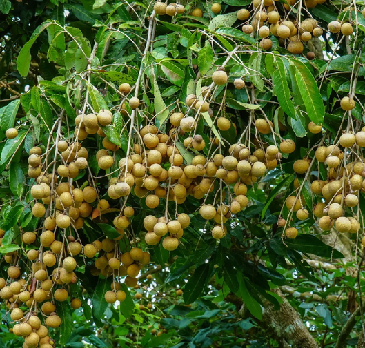 Kelengkeng