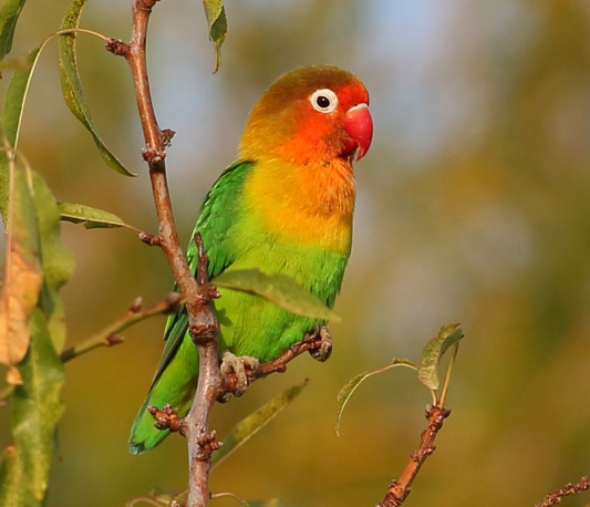 Love Bird