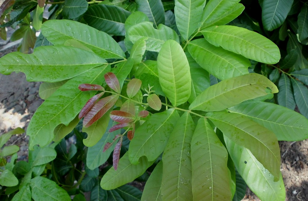 Kesambi