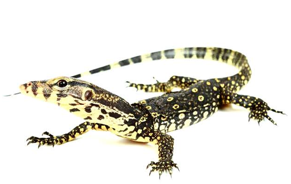 Biawak Air
