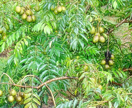 Kedondong Hutan