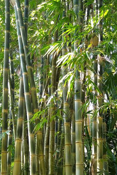 Bambu