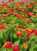 Lantana