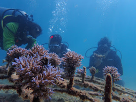 Monitoring Terumbu Karang Berkala Taman Laut Pandanan