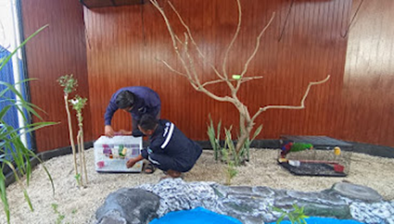 Nuri Bayan, Si Burung Pintar dari Maluku Penghuni Baru Sanctuary Kehati PLN Indonesian Power UBP Jeranjang