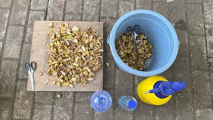 Pemanfaatan Limbah Kulit Pisang sebagai Pupuk untuk Anggrek Vanda Celebica dan Vanda Lombokensis